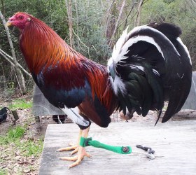 Kelso Game Fighting Fowl