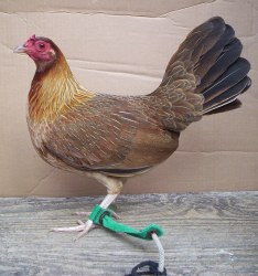 kelso hen